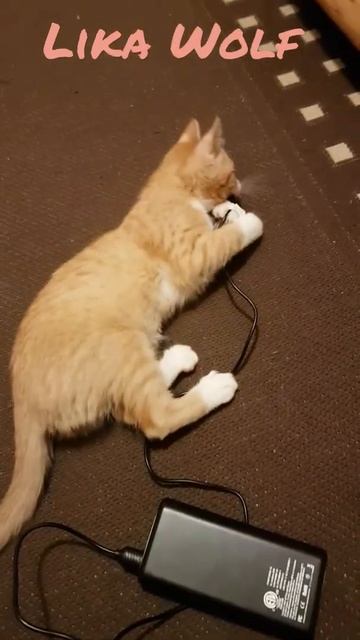 НАДО СОТОВЫЙ ЗАРЯДИТЬ😍Смешные коты | Lustige Katzen | Милые котята | Забавные кошки |Funny cute cat смотреть онлайн