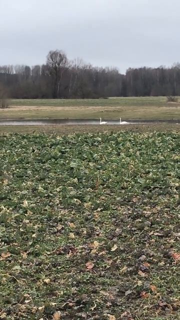 Калининградская область. 21.03.23. По дороге на Люблинское водохранилище. смотреть онлайн
