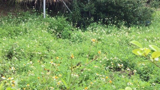 シロオビアゲハ / Papilio polytes　沖縄大宜味村　2015/09/29 butterfly of Japan, Okinawa смотреть онлайн