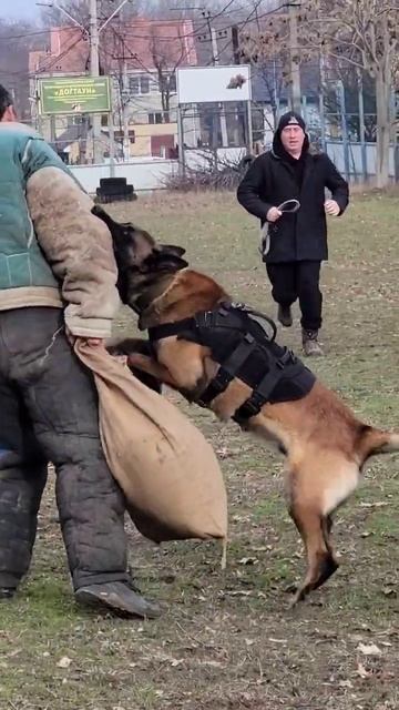 Frontal ATTACK Malinois. #GUARDODESSA The offender has been detained. Dog training. Odessa. Ukrain смотреть онлайн
