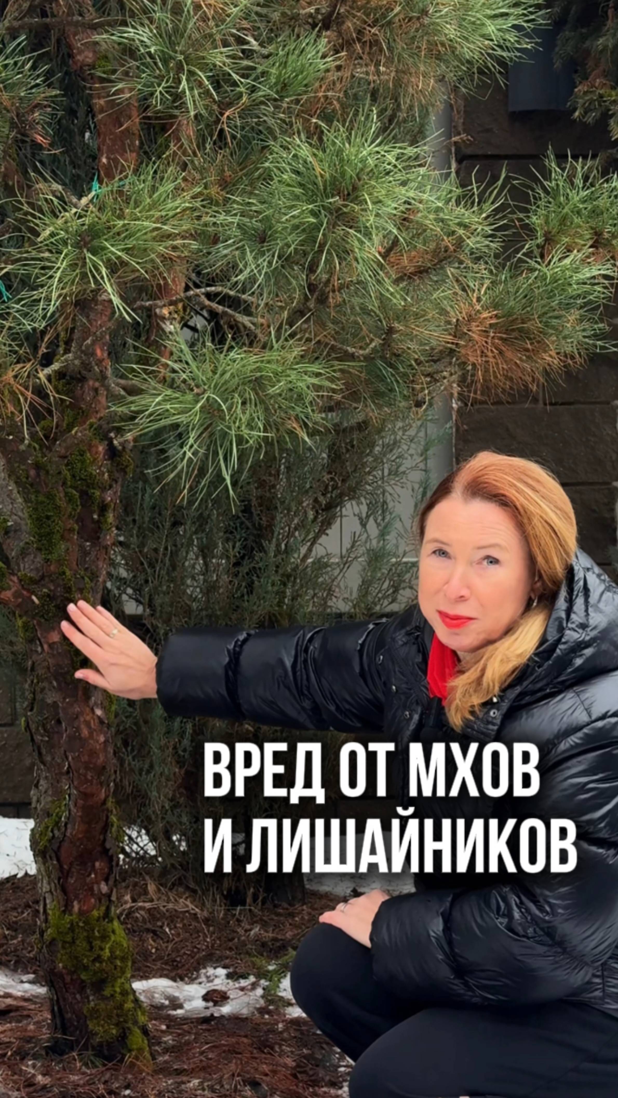 Мхи и лишайники в саду смотреть онлайн