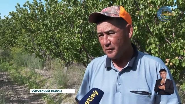 Садоводы Уйгурского района планируют собрать 10 тонн абрикосовой продукции с одного гектара смотреть онлайн