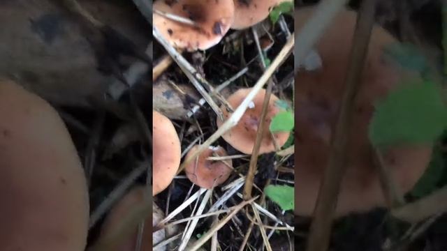 Интересный поход 🏕 за грибами в Высокой Австрии!!🥰. Oberösterreich! Pilz sucht! смотреть онлайн