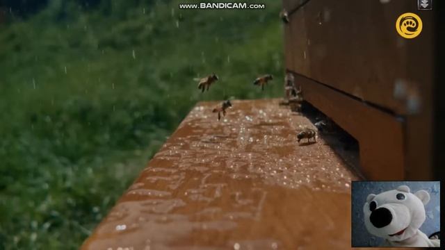 Жизнь пчелы Bee смотреть онлайн
