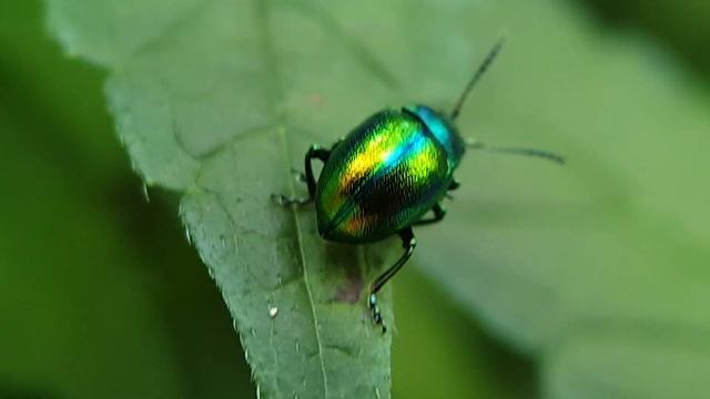 Insekten 5 - Ein Johanniskraut Blattkäfer läuft auf einem Blatt - Wiesbaden, Platte смотреть онлайн
