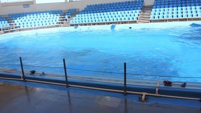 Четыре дельфина готовятся к представлению. Four dolphins prepare for a performance смотреть онлайн