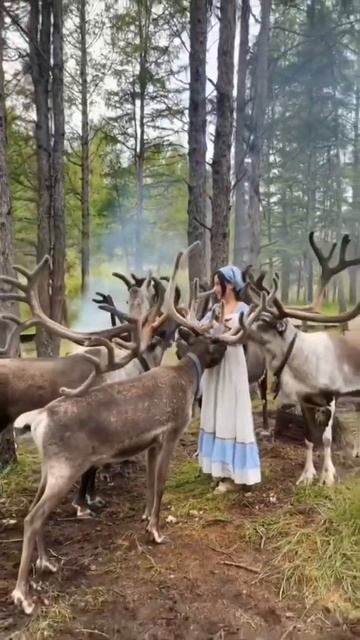 There are hundreds of thousands of praises for reindeer abroad #nature #photography смотреть онлайн