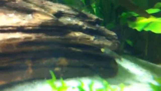 Caridina multidentata смотреть онлайн