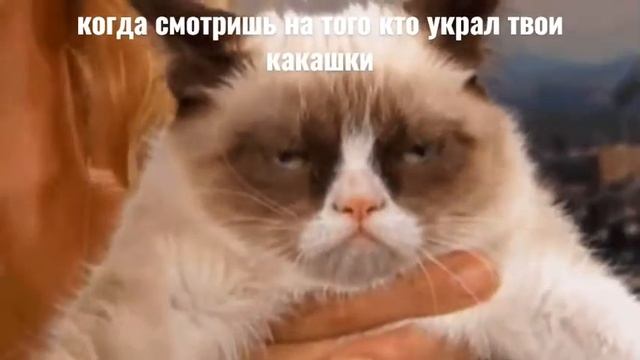 сердитый кот ‐мем смотреть онлайн