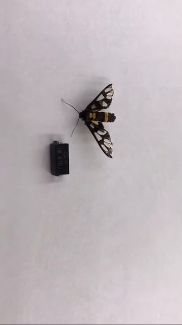 47R SM3816 1W Surface Mount Thermal Fuse Resistor смотреть онлайн