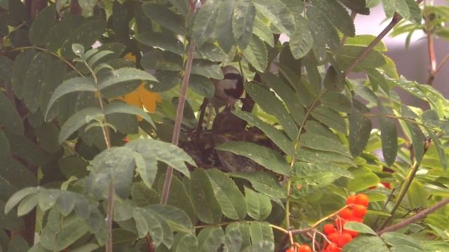 Щеглы. Гнездо щеглов