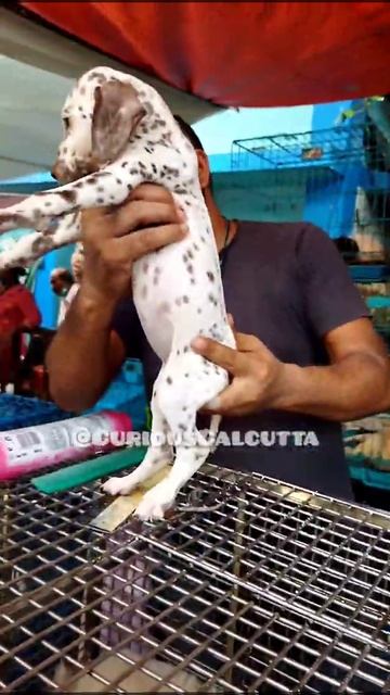 Dalmatian | Cheapest Dog Market In Kolkata | Price Update смотреть онлайн