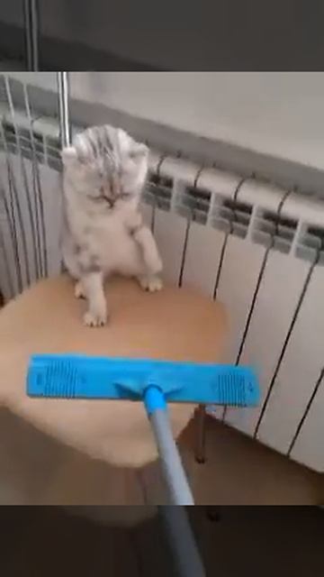 Агрессивная кошка смотреть онлайн