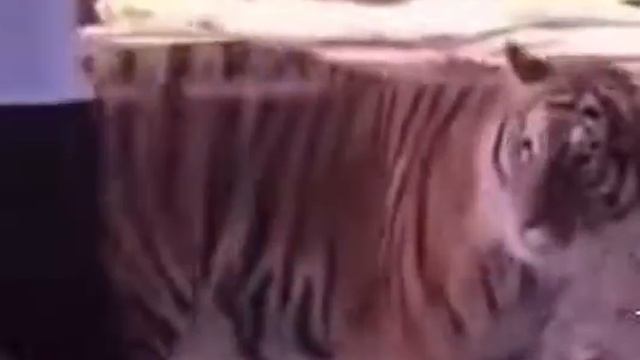 тигр в шоке смотреть онлайн