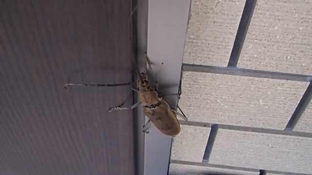 ミヤマカミキリ Neocerambyx raddei смотреть онлайн