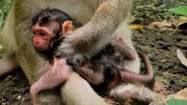 Congrats!! Tara monkey just gave birth new big boy Newborn/ Poor Newborn got bruise. We named TYSON