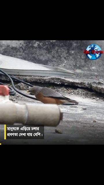 পাখিটির নাম কাঠশালিক смотреть онлайн