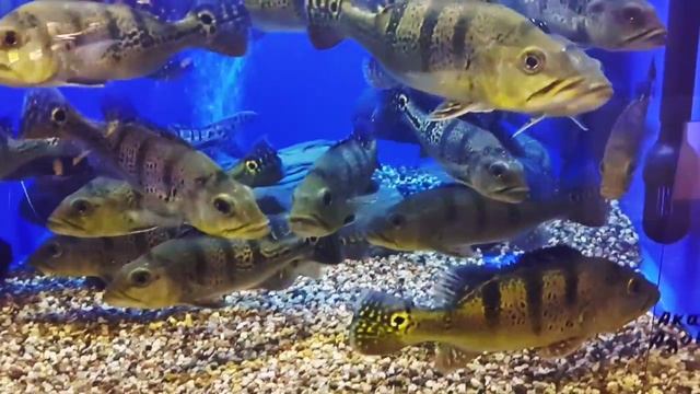 Cichla kelberi смотреть онлайн