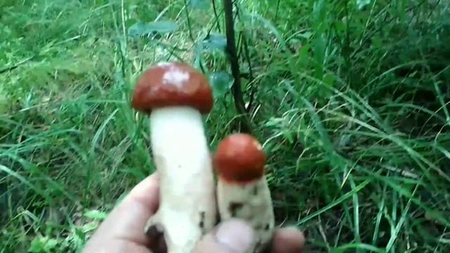 Грибы. 2019 год июль.