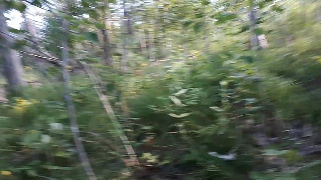 Сбор грибов смотреть онлайн