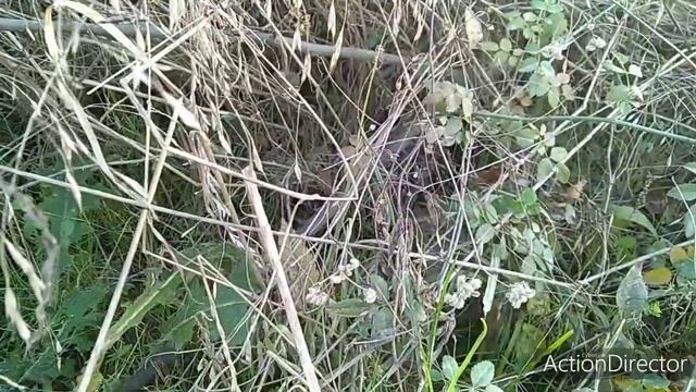 Zmije Na Zimskom Suncu смотреть онлайн