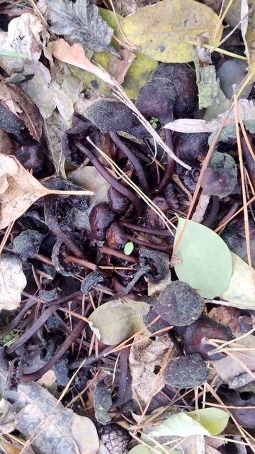 Сиреневые 😻 #Грибы на Пне в Осеннем Лесу - #Грибалка в Украине 4k #Mushrooms World Shorts Video