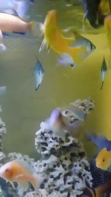 #Cichlid Fish #Aquarium🐟 #shorts смотреть онлайн