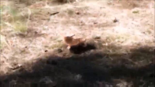 ЛЕТНИЙ СБОР ГРИБОВ