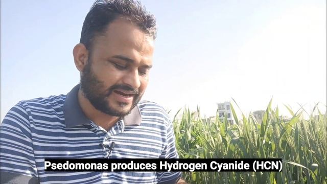 स्यूडोमोनास फसलों में कैसे काम करता है ? बावले बनने से बचें। Psedomonas fluorescens Mode of Action смотреть онлайн