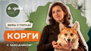 Мифы о породе Вельш-корги-пемброк — с заводчиком породы