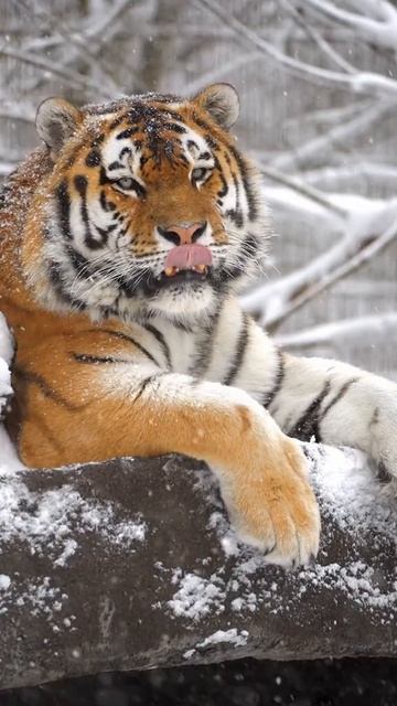 very beautiful tiger,очень красивый тигр смотреть онлайн