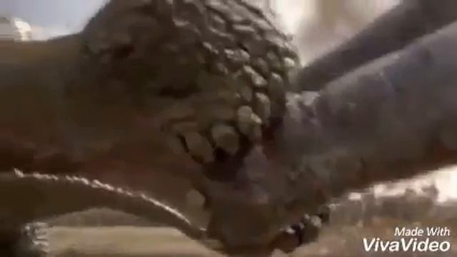 Carcharodontosaurus Vs Sarcosuchus