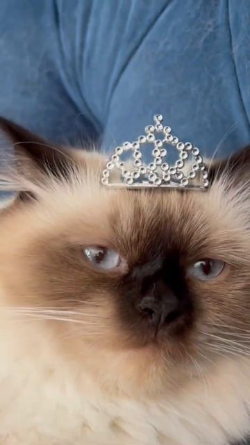 Mitten…I’m princess смотреть онлайн