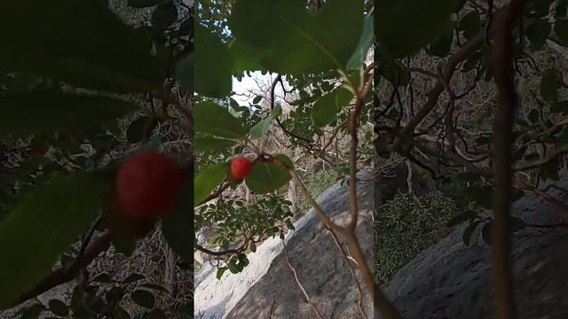 ЮБК Грибы и ягоды в январе смотреть онлайн