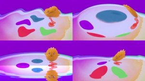 Sunny Bunnies Intro All Opening 4 Different Effects Edition 2022