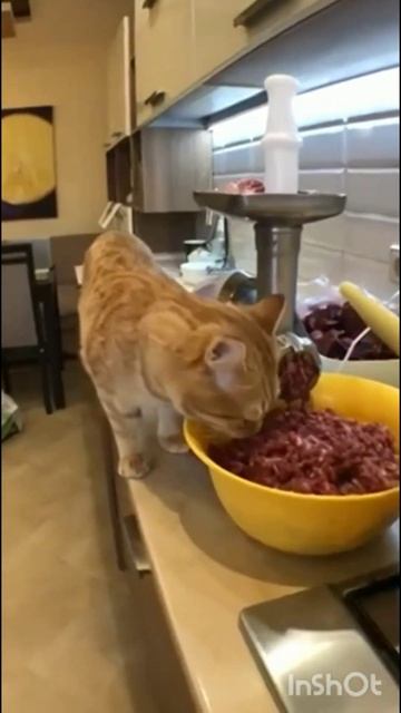 big boom #cat food смотреть онлайн
