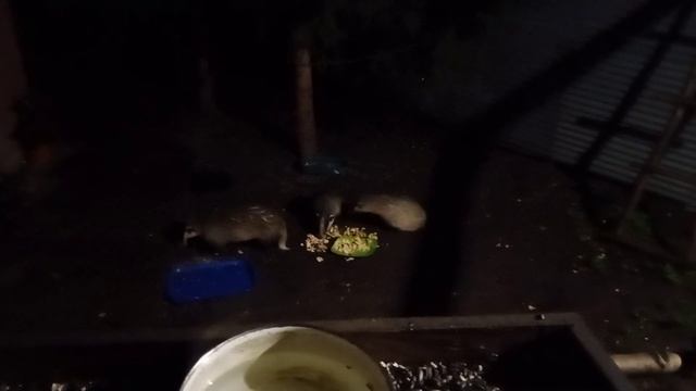 барсучонок Марта с братом едят печеньки смотреть онлайн