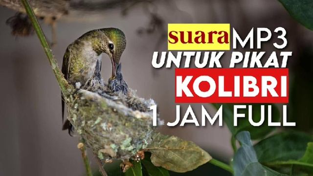 Suara pikat konin liar || kolibri liar || pikat burung liar •• mp3 free download •• смотреть онлайн
