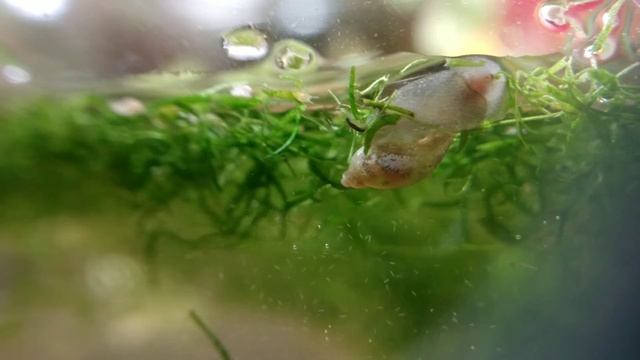 unboxing: Pond Snails from Puerto Rico! смотреть онлайн