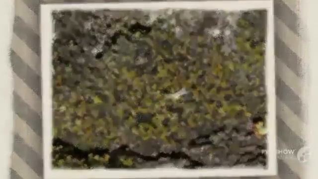 Phaeophyscia - Fungi Kingdom