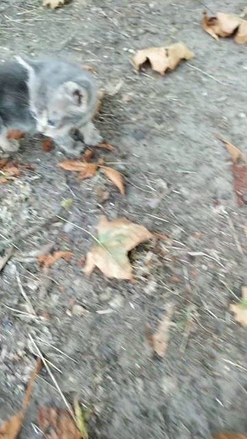 Нашел бездомных котят и забрал их себе домой.Сытые спят.😃🐈🧐 смотреть онлайн