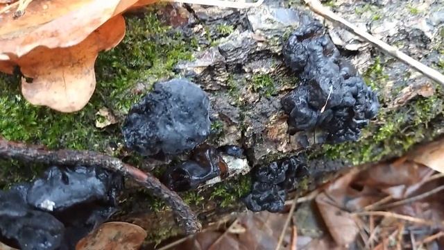 ГРИБЫ и БЕЛОЧКИ😍 в Январе✅ Приятные Находки и Встречи..✅ смотреть онлайн