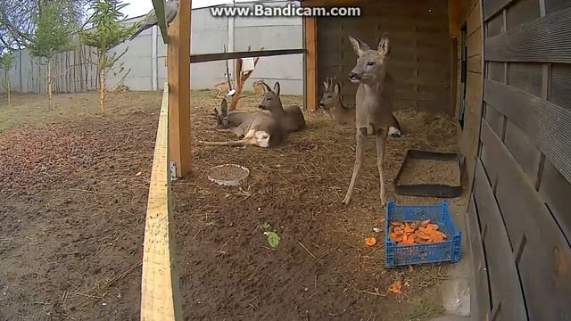 Klekusiowo ~ Sarenki Odpoczywają, Szaraczek Rządzi ...