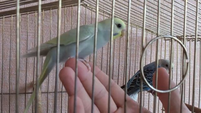 Аврора на руке смотреть онлайн