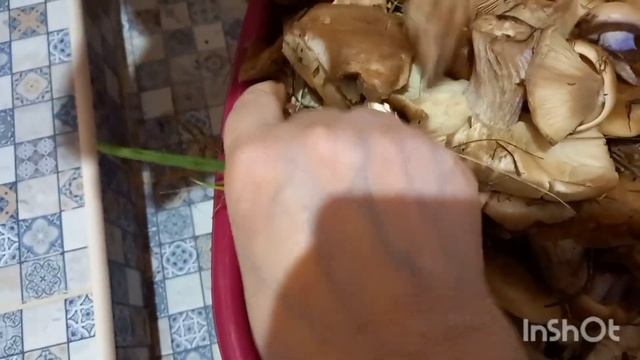 Раннее🌝☁️утро🌞,грибы🍄.(29.09.22.) смотреть онлайн