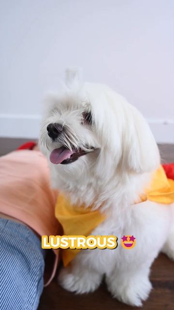 4 INCREDIBLE Benefits of Coconut Oil for Dogs 🥥🐕 2024 смотреть онлайн