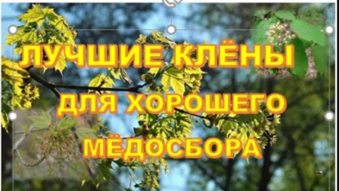 КЛЁНЫ ЛУЧШИЕ МЕДОНОСЫ смотреть онлайн