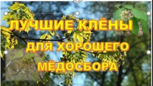 КЛЁНЫ ЛУЧШИЕ МЕДОНОСЫ
