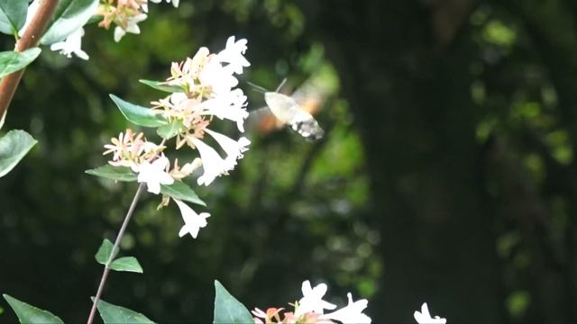 Аджарский "колибри" смотреть онлайн