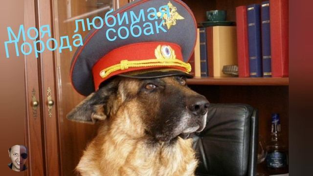 Мухтар смотреть онлайн